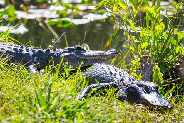 Premium Photo | American alligator swimming in everglades with colorful