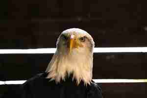 Free photo american bald eagle in a zoologic park