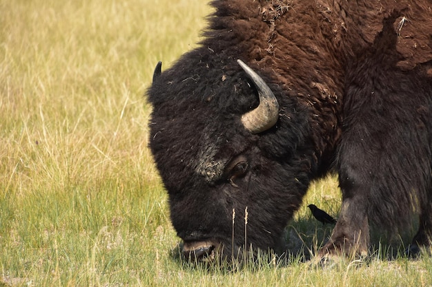 Free photo american buffalo grazing with a little black bird in his shade.