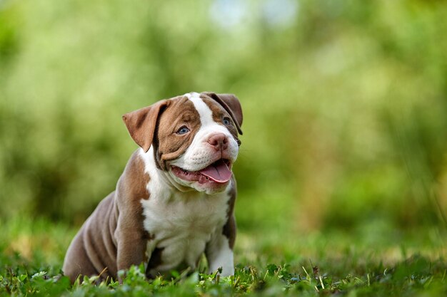 緑​の​芝生​の​上​の​アメリカンブリー​の​子犬​、​かわいい​子犬​の​戯れ​と​緑​の​芝生​で​遊ぶ​、​スペース​を​コピーします​。
