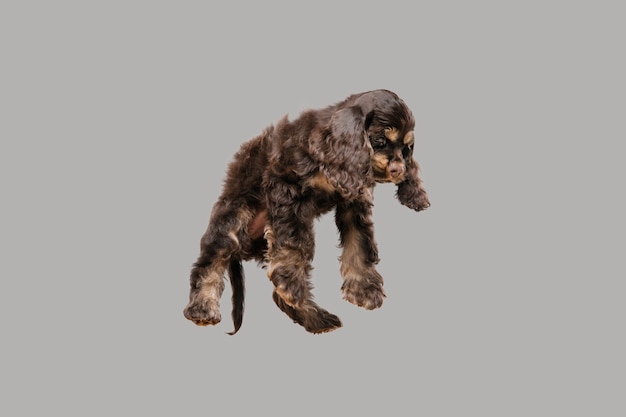 アメリカンコッカースパニエルの子犬のポーズ。灰色の背景で遊ぶかわいいダークブラックの犬やペット。