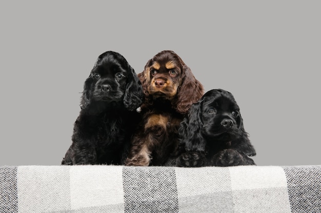 Позируют щенков американского кокер-спаниеля. Симпатичные темно-черные собачки или домашние животные, играющие на сером фоне.