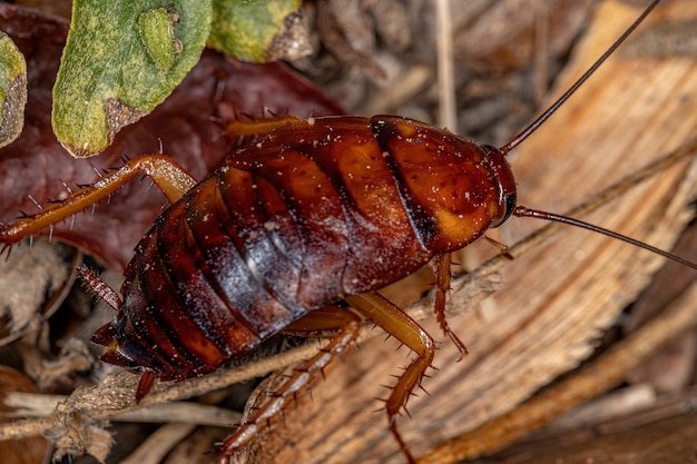 American cockroach nymph of the species periplaneta americana