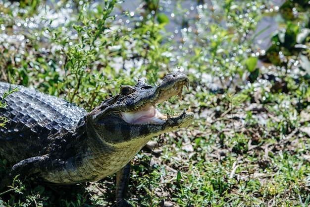 Американский крокодил с открытой пастью в окружении зелени под солнечным светом