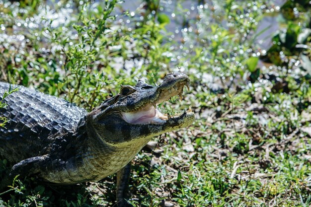 American crocodile with an open mouth surrounded by greenery under the sunlight