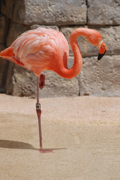Американский фламинго стоит на одной ноге.