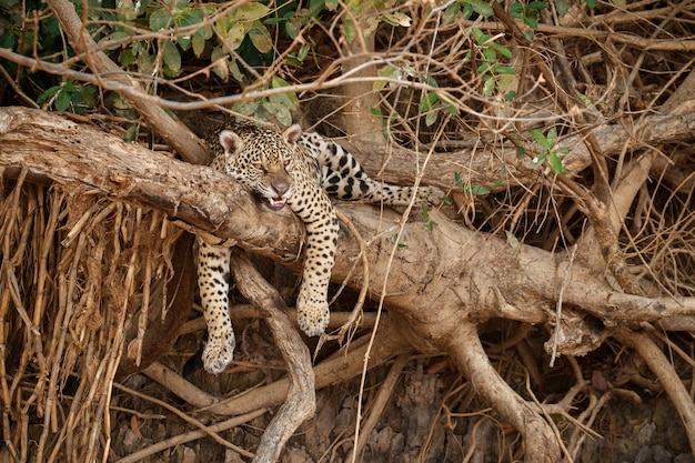 Бесплатное фото Американский ягуар в естественной среде обитания южноамериканских джунглей