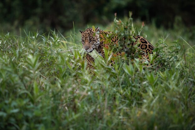 南米のジャングルの自然生息地に生息するアリゾナジャガー