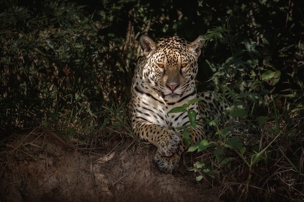 American jaguar in the nature habitat of south american jungle