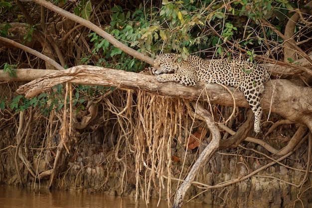 Foto gratuita giaguaro americano nell'habitat naturale della giungla sudamericana