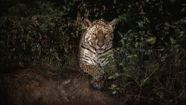 American jaguar in the nature habitat of south american jungle