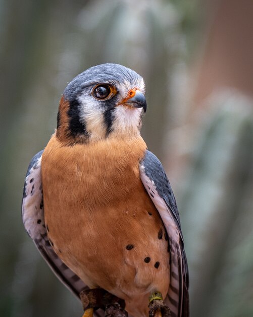 American Kestrel