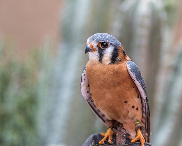 アメリカチョウゲンボウ