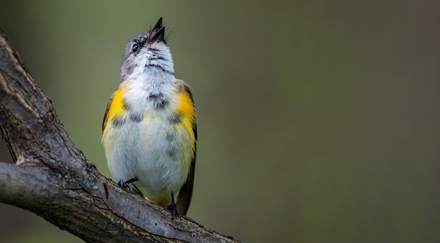 Free photo american redstart bird on a branch