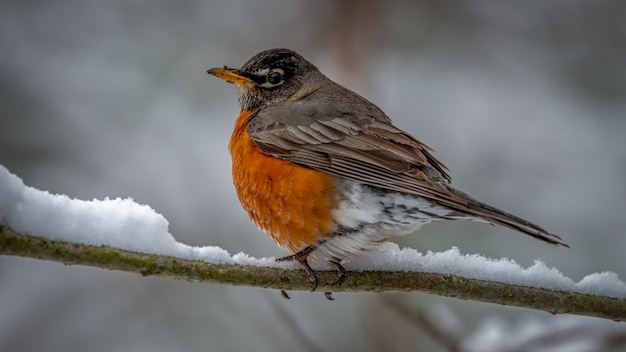 Foto gratuita american robin su un ramo innevato