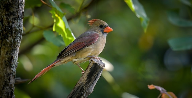 American Robin (Turdus migratorius)