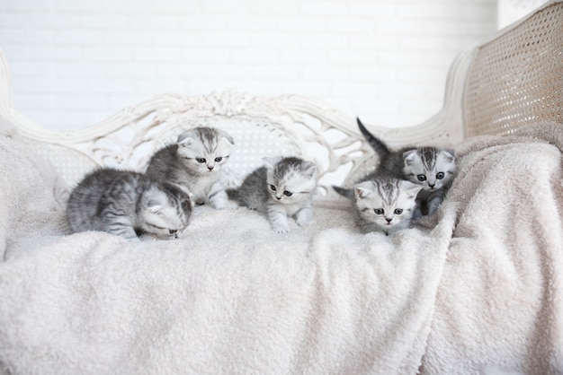 アメリカのショートヘア子猫は灰色のソファで遊ぶ