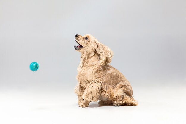 American spaniel puppy. Cute groomed fluffy doggy or pet is playing isolated on gray background. Studio photoshot. Negative space to insert your text or image. Concept of movement, getting target.