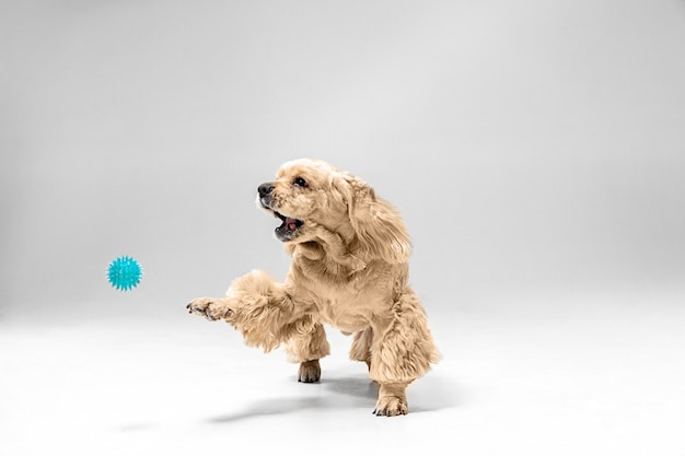Foto gratuita cucciolo di spaniel americano che gioca con la palla
