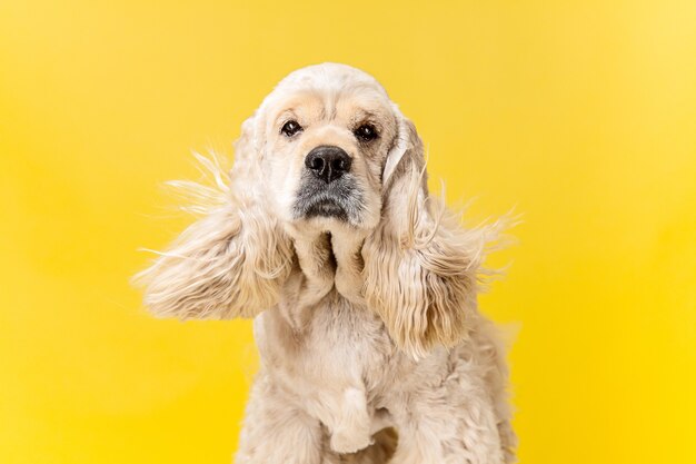 アメリカのスパニエルの子犬