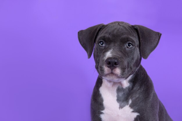 テーブルの上のアメリカンスタッフォードシャーテリア子犬