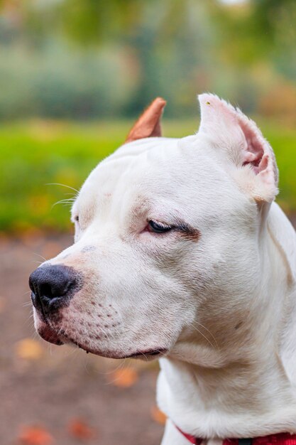 犬が舌を出して赤いボールの横の床に横たわっています プレミアム写真