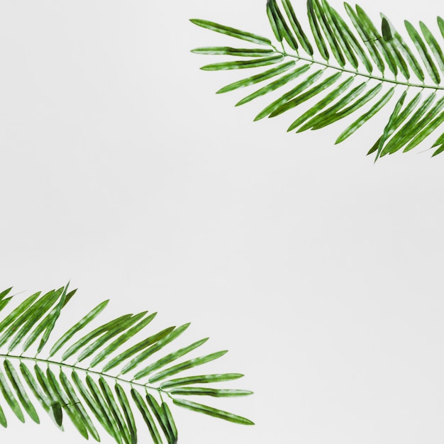 무료 사진 흰색 배경에 고립 된 녹색 잎의 높은보기