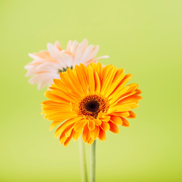 緑の背景にオレンジとピンクのガーベラの花 無料の写真