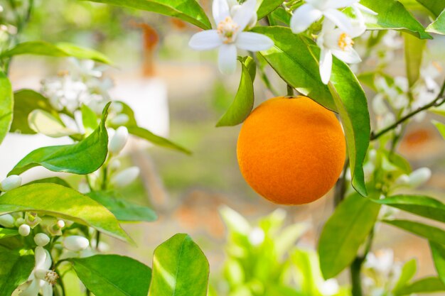 オレンジ色の農園を植える女性 無料の写真