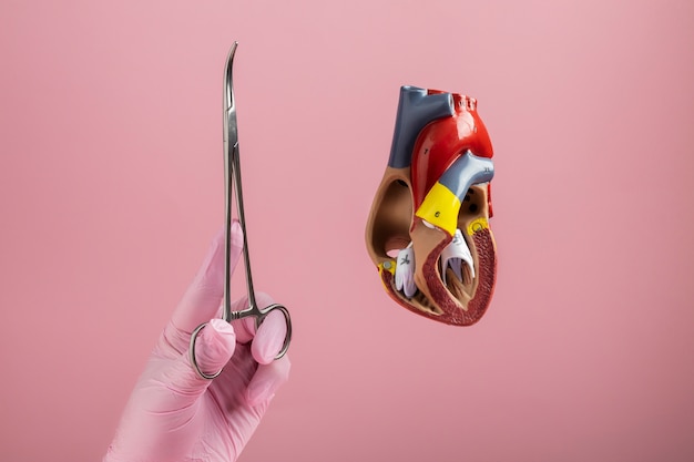 Foto gratuita modello anatomico di cuore a scopo didattico con strumenti medici