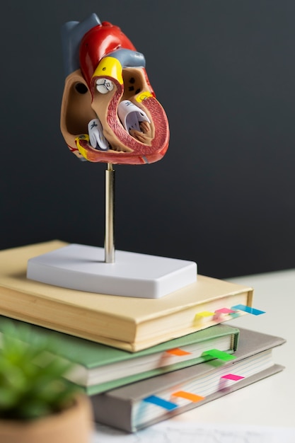 Free photo anatomic heart model for educational purpose with stack of books