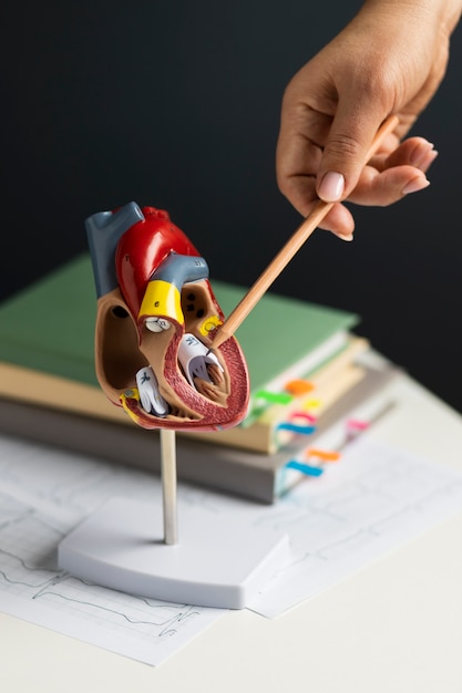 Modello anatomico di cuore a scopo didattico con pila di libri