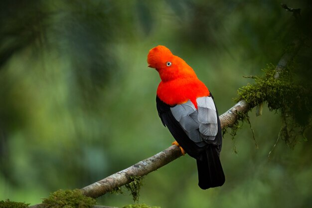Andean cockoftherock in the beautiful nature habitat Peru wildlife 