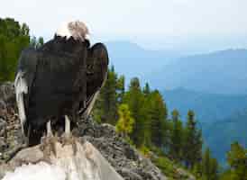 Free photo andean condor  in wildness area