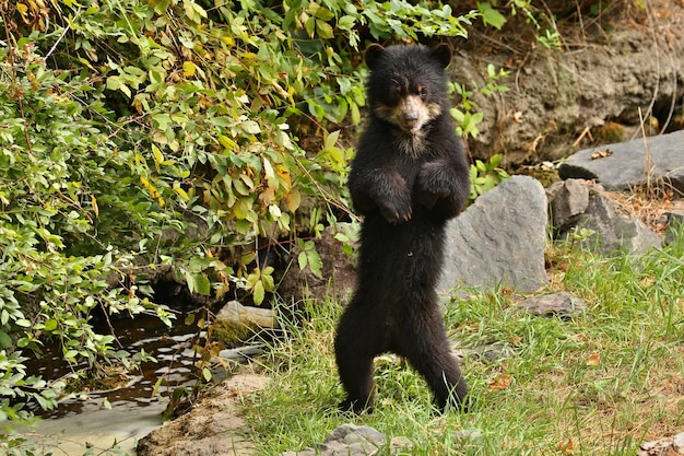 Free photo andean or spectacled bears tremarctos ornatus