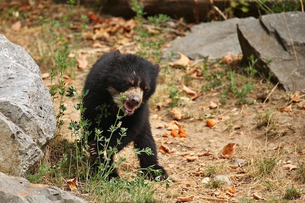 andean or spectacled bears Tremarctos ornatus