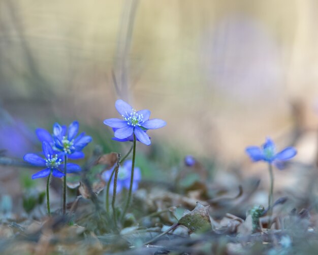 Ветреница гепатическая, Hepatica nobilis, синий цветок, охраняемый в Швеции.