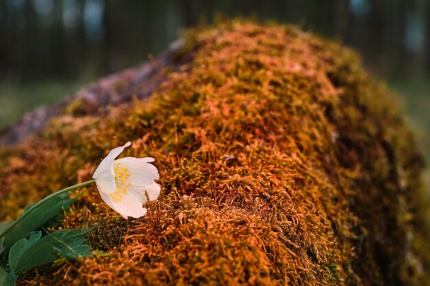 夕日の光線で苔春の森に覆われた石の上のアネモネネモロサ明るいオレンジ色最初の白い春の花は、ソフトセレクティブフォーカスバナーのアイデアを閉じます