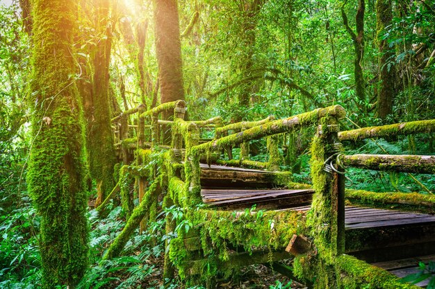 Ang ka nature trail in Doi Inthanon national park , Chiang mai , Thailand.