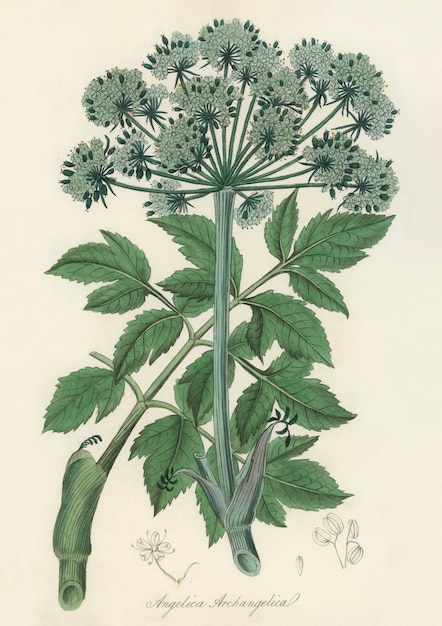 Foto gratuita illustrazione di changelica di angelo dalla botanica medica