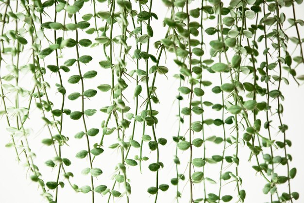 Angel vine plant background hanging houseplant