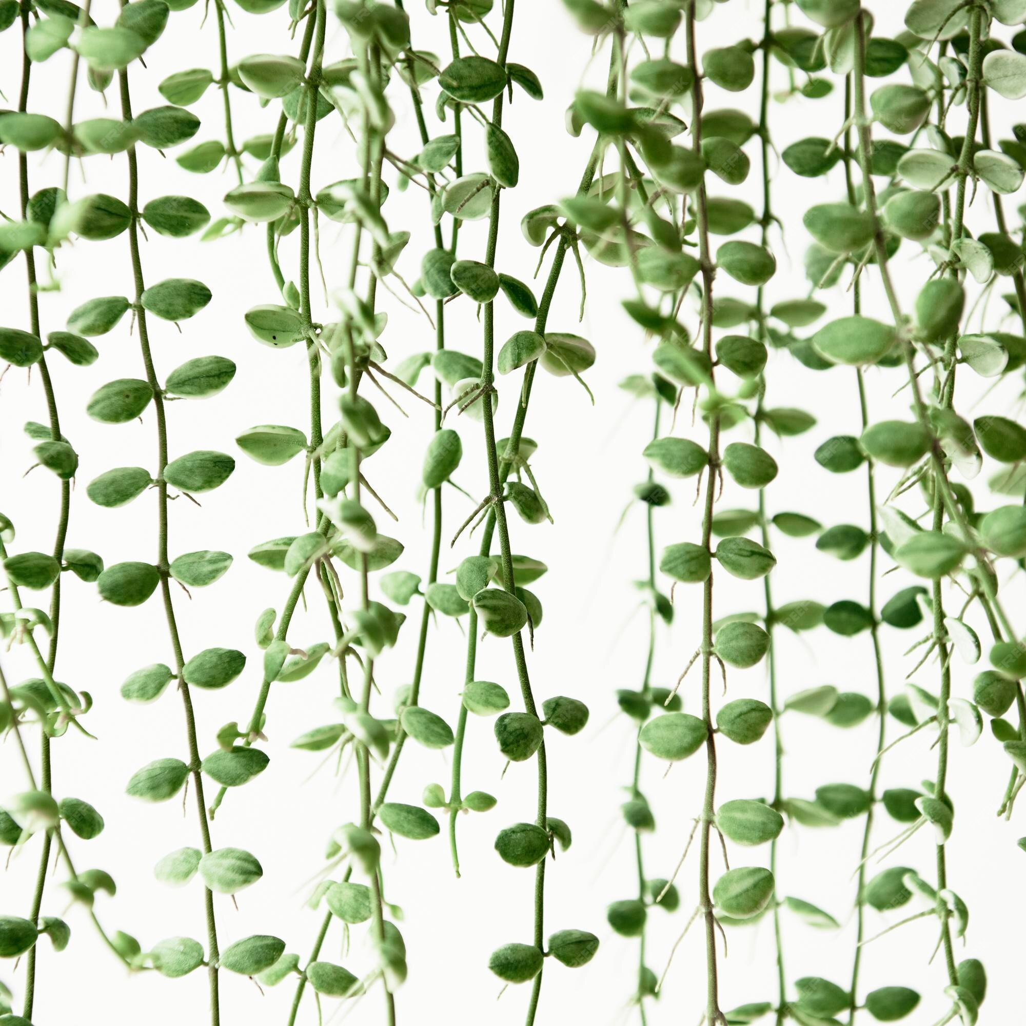 Free Photo | Angel Vine Plant Background Hanging Houseplant