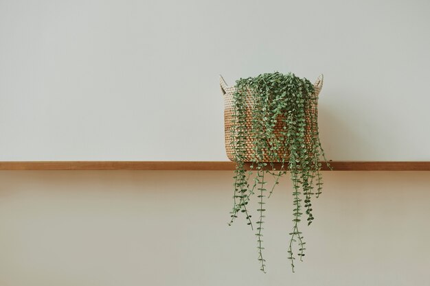 Free Photo angel vine plant on a wooden shelf