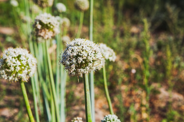 Angelica plants in the wild, side view.