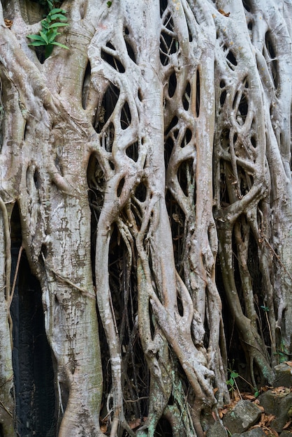 Бесплатное фото Храм ангкор-ват и деревья