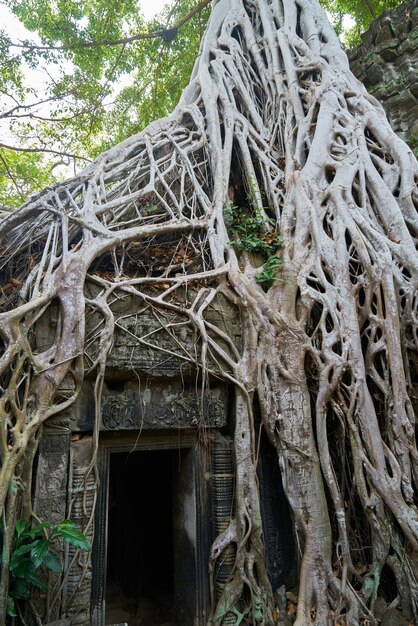 Храм Ангкор-Ват и деревья