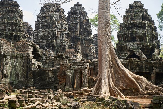 Храм Ангкор-Ват и деревья