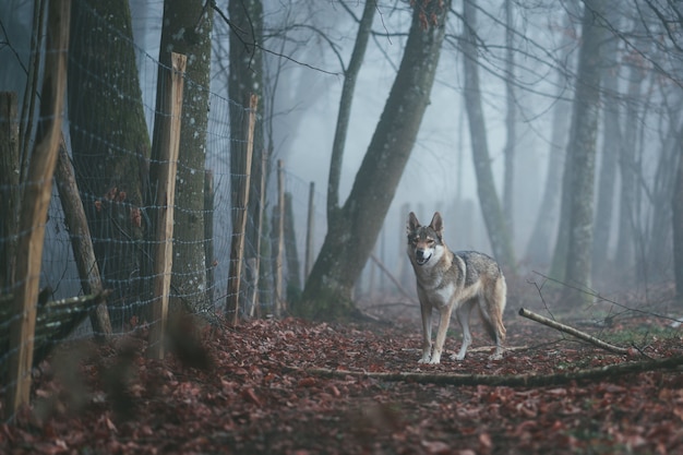 붉은 중간에 화가 갈색과 흰색 wolfdog 숲에서 가시 울타리 근처 나뭇잎