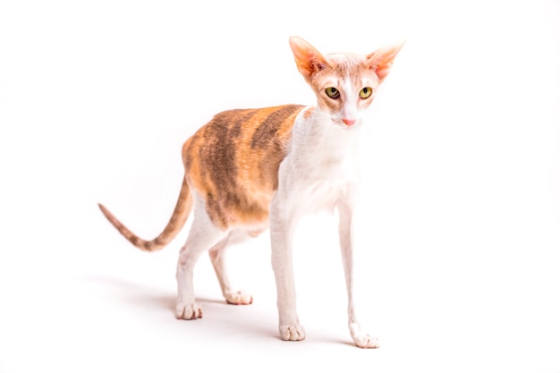 Angry cornish rex cat standing against white background