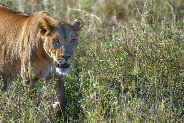 荒野の芝生のフィールドで獲物を探している怒っている雌ライオン